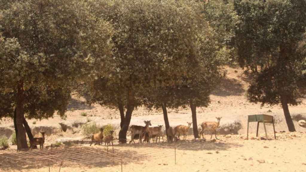 Finca en venta en Ciudad Real. Foto: Idealista.