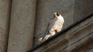 Brisa, en la Catedral