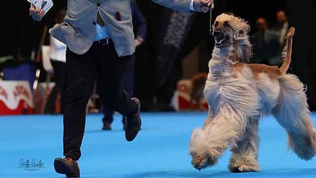 Fotografía de un concurso canino cedida por la organización.