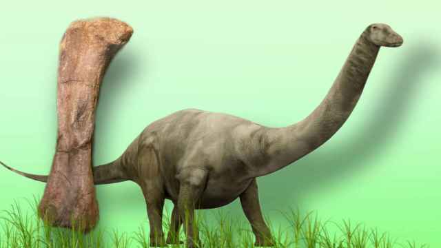 Un saurópodo y la réplica del fémur del MUPE.