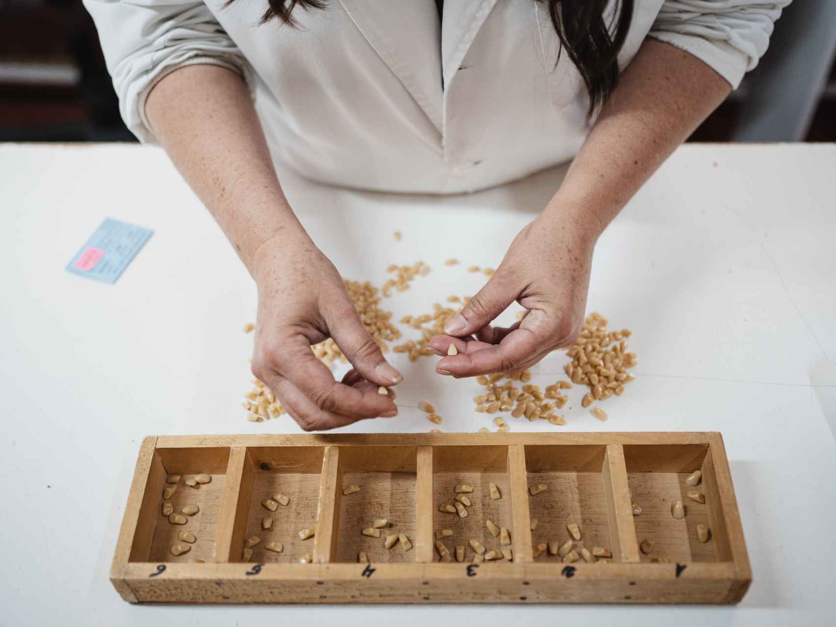 Dentro de la única fábrica de dientes artificiales de España