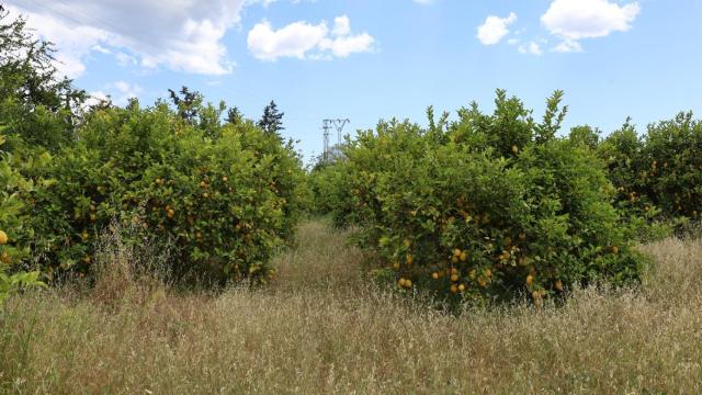Una imagen de archivo de cultivos del Valle del Guadalhorce.