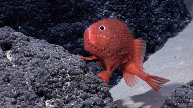 Una de las 100 especies descubiertas este año en Chile.