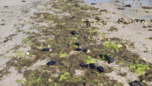 Liebres de mar en la playa de Cesantes.