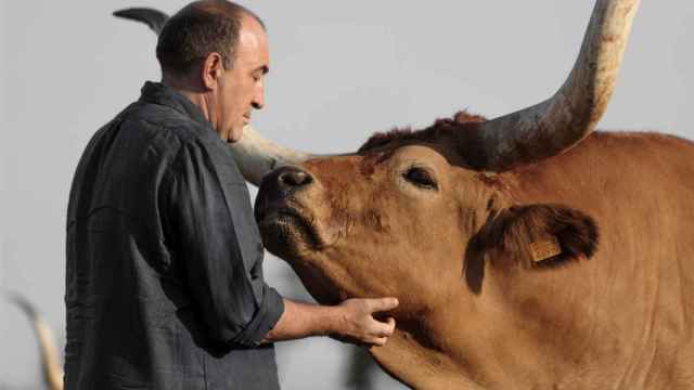 La conexión del buey con José Gordón, CEO de Bodega de Gorgón.