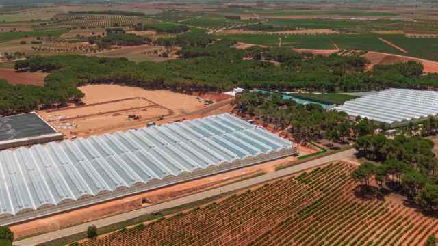 Cultivo de pistacho.