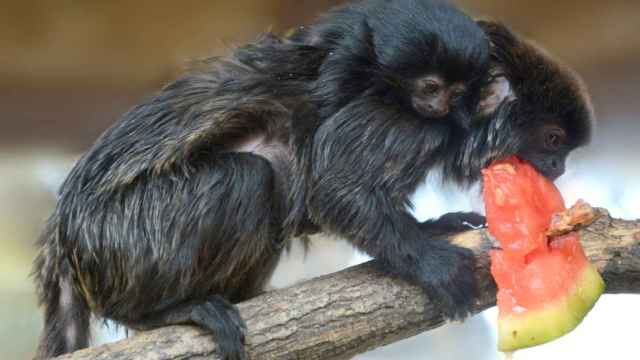 Terra Natura Benidorm consigue por primera vez la reproducción del tití de Goeldi en sus instalaciones