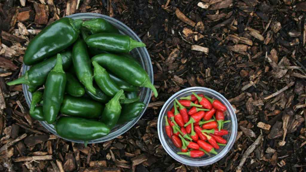 Este alimento se ha convertido en parte de la cultural local del pueblo de Hatch.