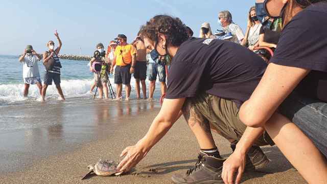 Una de las actividades con tortugas bobas.