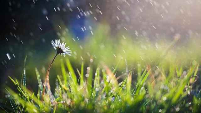 Imagen de una flor bajo la lluvia