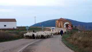 Un pastor junto a su rebaño de ovejas en la localidad soriana de Borobia