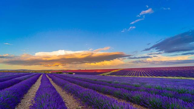 Campos de lavanda en Caleruega y Cilleruelo