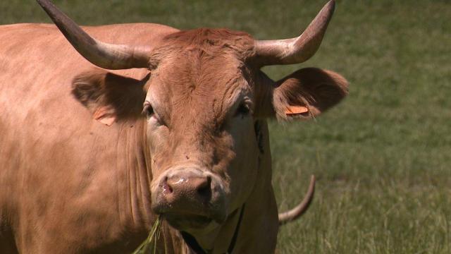 Parrula, elegida Miss Pontevedra, jugará la final de Miss Vaca 2024.