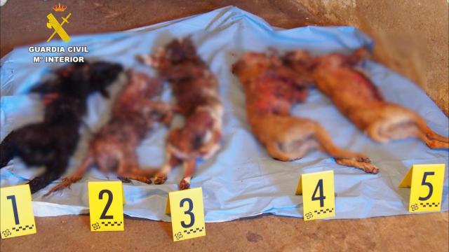 Falsa protectora de animales en Villalube