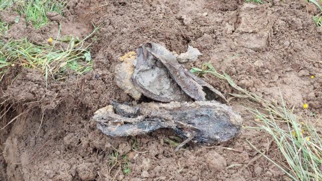 Imagen del calzado encontrado