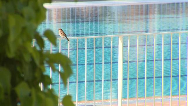 Piscina municipal de Madrid.