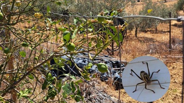 Imagen de archivo de los insectos que aparecieron en la plaga de Coín, Alozaina y Casarabonela el año pasado.