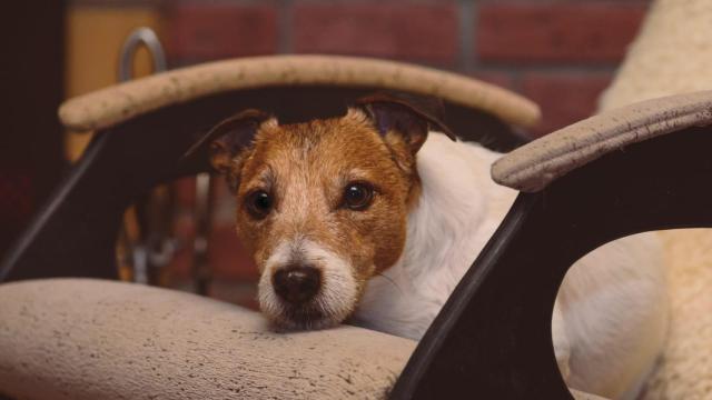 Un perro descansa en una butaca