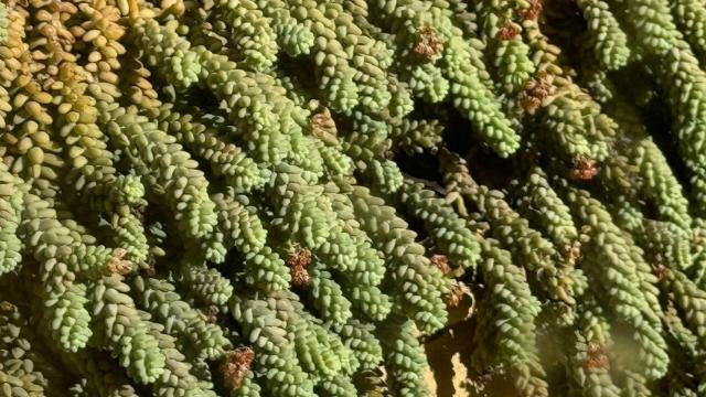 Ponga una Burrito en su alfeizar.