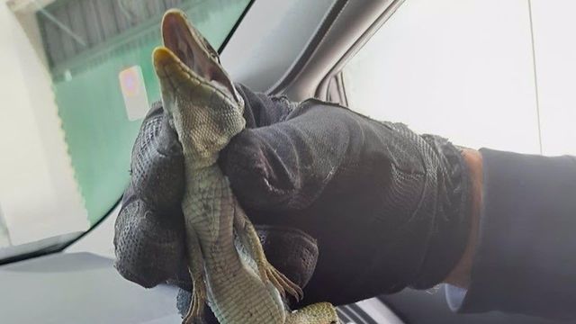 Capturan en un edificio de Lugo un lagarto ocelado de 40 centímetros