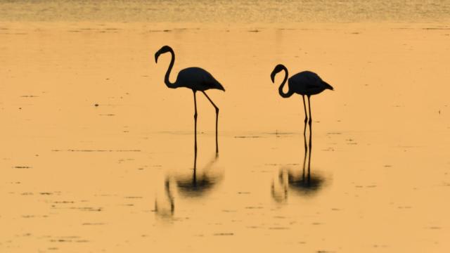 Dos flamencos con la luz del atardecer.