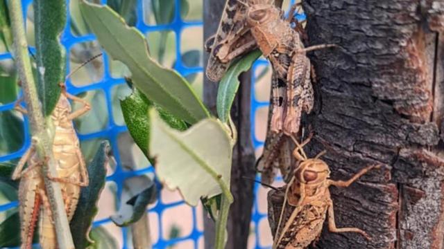 Imagen difundida por los agricultores valencianos.