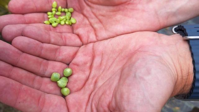 Guisante 'Bágoa Atlantic'.