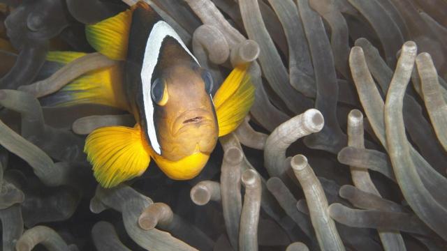 Pez anémona enfermo entre corales contaminados.