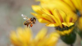 Imagen de archivo de una abeja. iStock