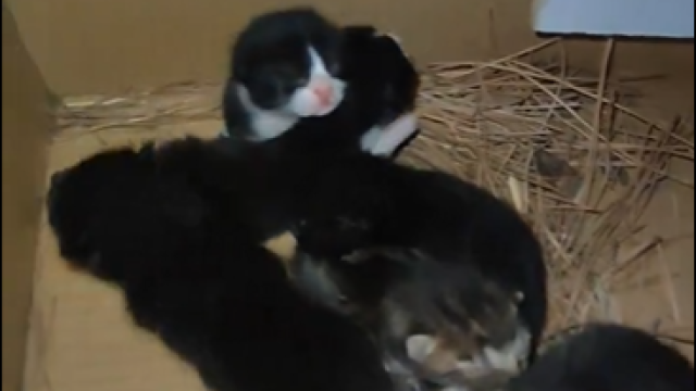 Captura del vídeo de la Policía Local de Albacete.