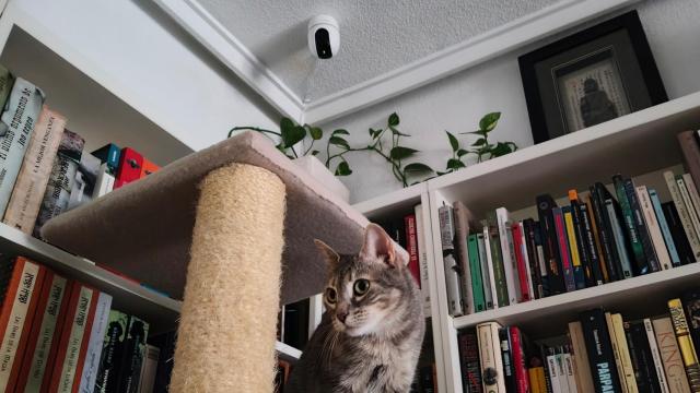 La Imou A1 2K instalada en el techo, ideal para vigilar a mascotas