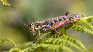 Imagen de archivo de un grillo. iStock