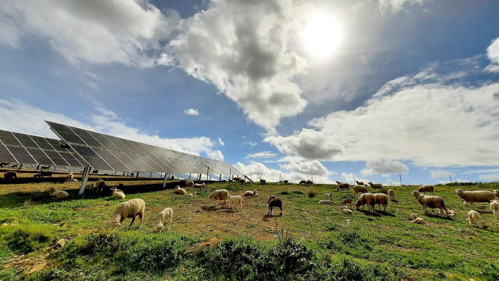 Un parque fotovoltaico en España.