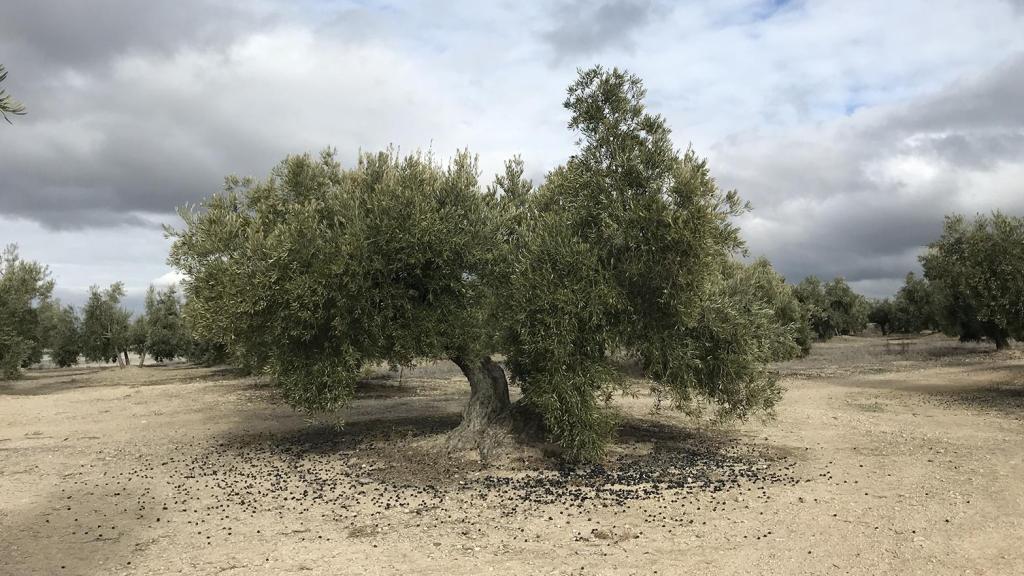 Un año más de sequía en los olivares de España.