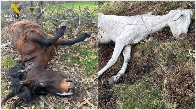 Animales localizados por la Guardia Civil