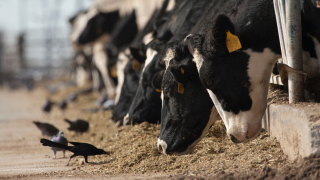 Las aves pudieron transmitir la gripe a las vacas al picotear de su comida.