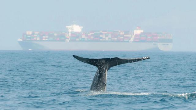 Ballena con el fondo de un barco contenedor