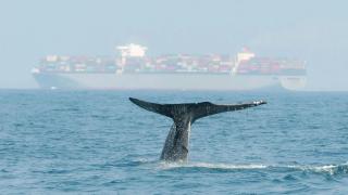 Ballena con el fondo de un barco contenedor