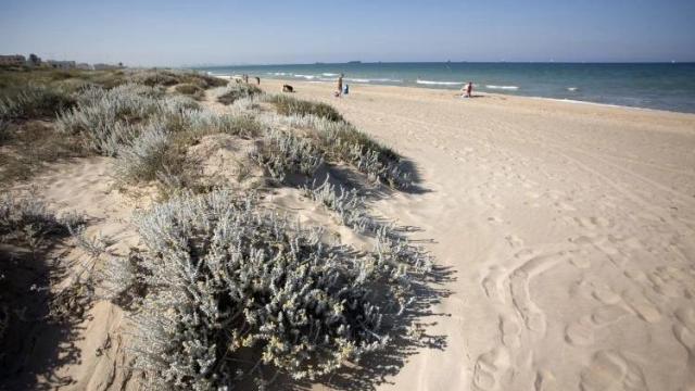 Playa del Arbre del Gos (Valencia). Turisme GVA