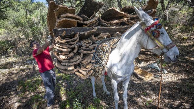 Un arriero, con la mula cargada de placas de corcho recién extraídos de los alcornoques.
