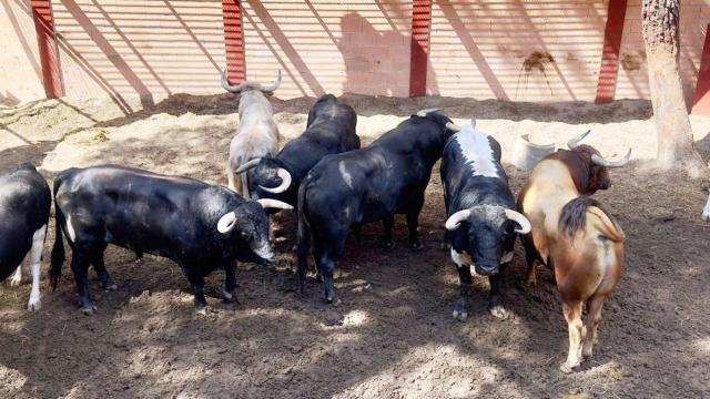 Los seis toros anunciados y los sobreros para la corrida de esta tarde listos para el sorteo de lotes