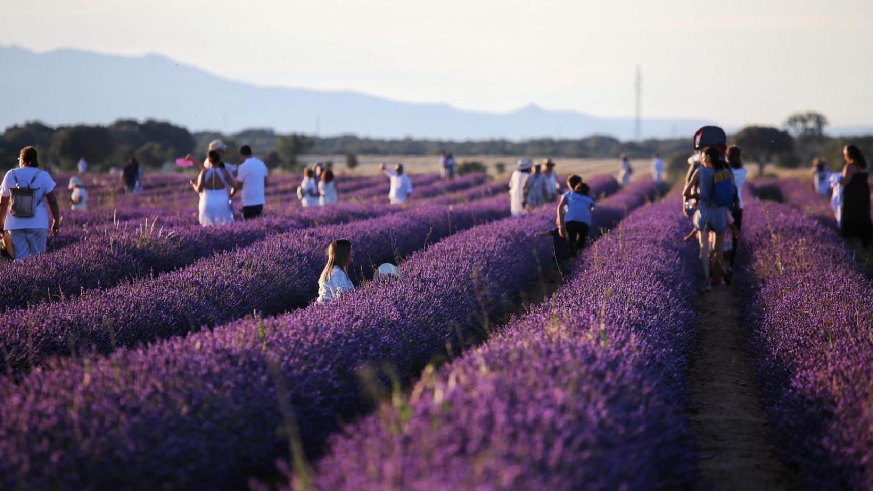 Éxito de la fiesta de la lavanda en Brihuega (Guadalajara): todas las fotos del impresionante mar púrpura