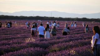 El éxito de la fiesta de la lavanda en Brihuega (Guadalajara): las fotos del impresionante mar púrpura
