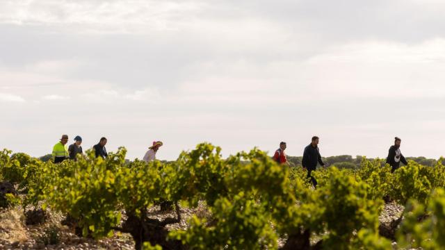 Malcorta y Cenicienta, las dos variedades de uvas que Rueda ha conseguido 'resucitar'