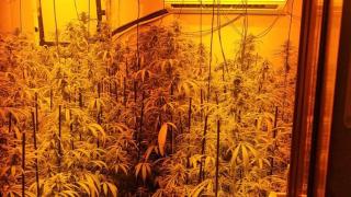 Plantación de marihuana desmantelada en Alcalá de Guadaíra (Sevilla).