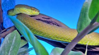 Terra Natura Benidorm celebra el Día de la Serpiente para concienciar sobre la importancia de estos animales