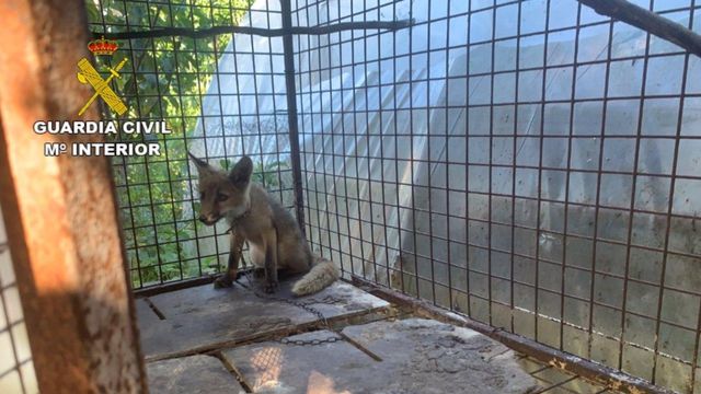 Encuentran un zorro en una jaula y preso por una cadena en O Rosal.