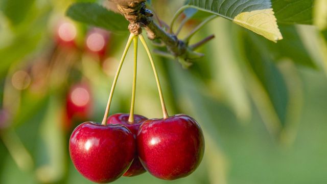 Cerezas en el árbol