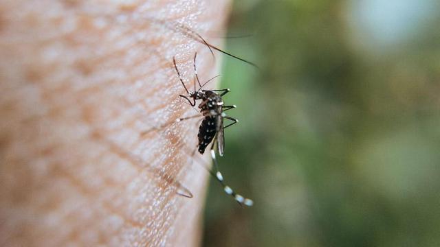 Uno de los mosquitos transmisores del Virus del Nilo.