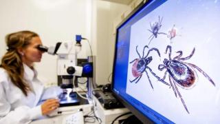 Cigüeñas, calentamiento y España vaciada: por qué aumentan los casos de fiebre de Crimea-Congo